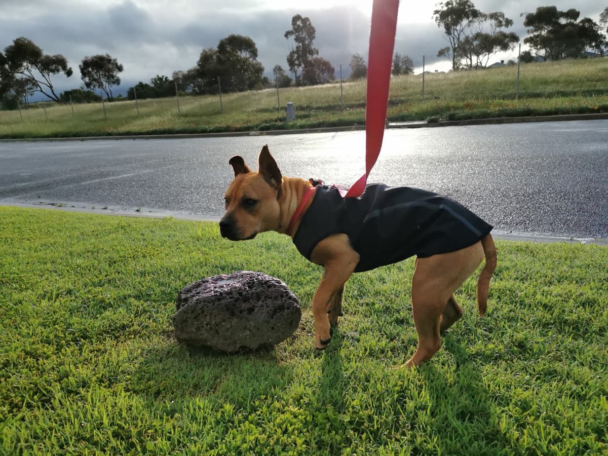 Macie, our family Staffy, relaxing at Marshian Pet Home in Bacchus Marsh